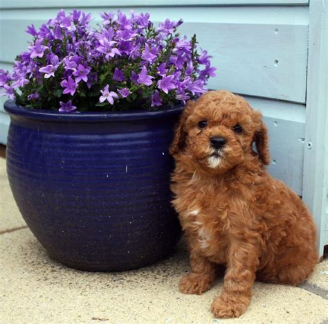 Prices for Cavachon puppies for sale in Nashville, TN vary by breeder and individual puppy. . Puppies for sale in nashville